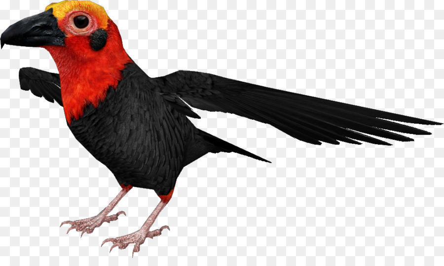 Bico，Landfowl PNG