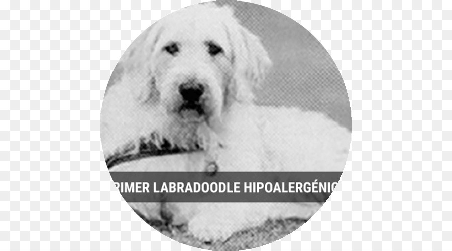 Golden Retriever，Filhote De Cachorro PNG