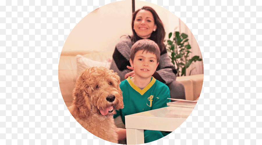 Goldendoodle，Filhote De Cachorro PNG