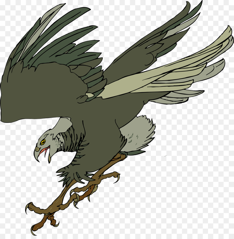 águia Careca，Hawk PNG