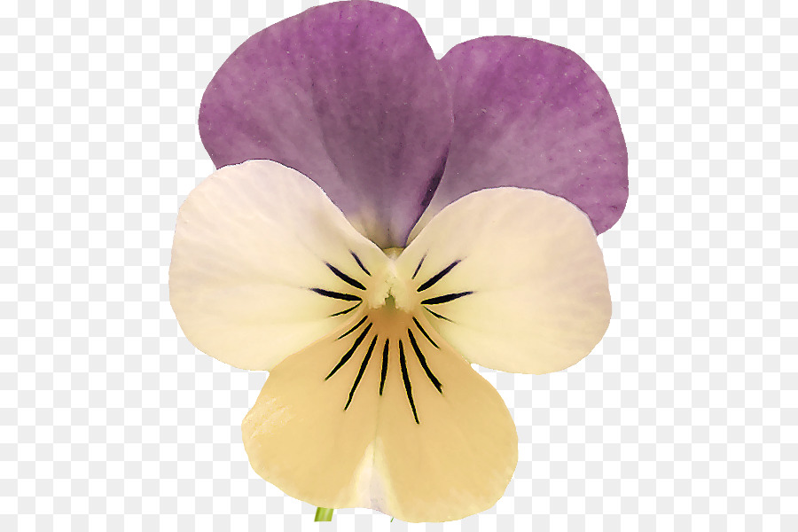 Flores Roxas，Florescer PNG