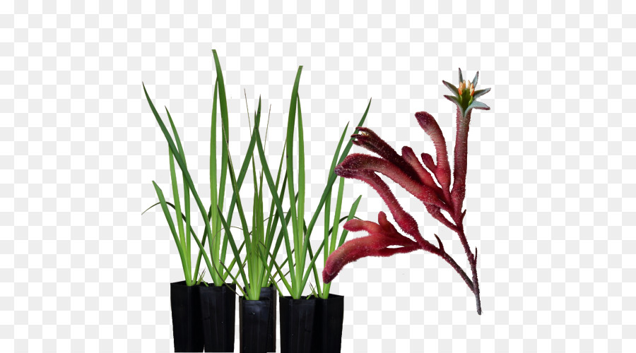 Kangaroo Paw，Altura Kangaroo Paw PNG