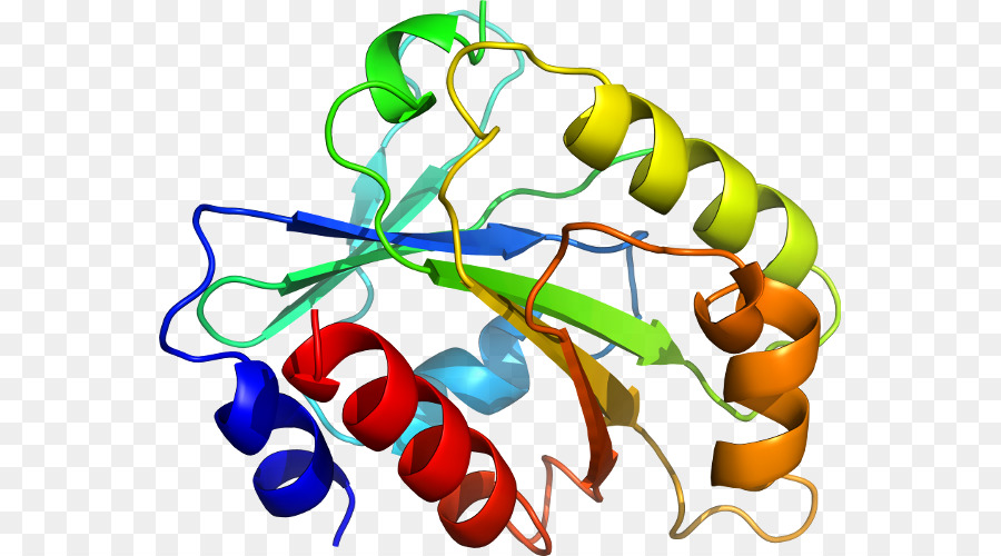 Estrutura Proteica，Biologia PNG