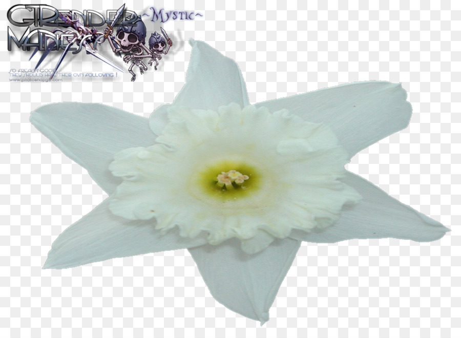 Narcissus，Tiranossauro PNG