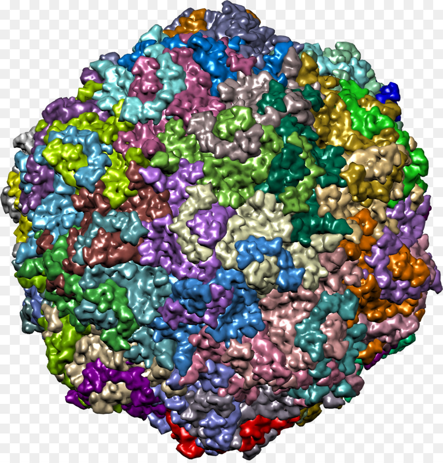 Enterovirus，Vírus Rna PNG