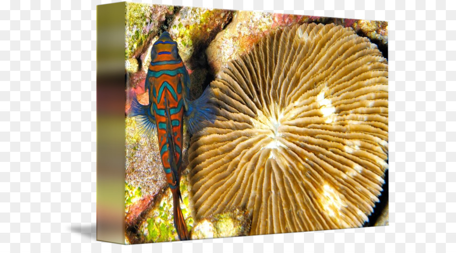 Coral，Organismo PNG