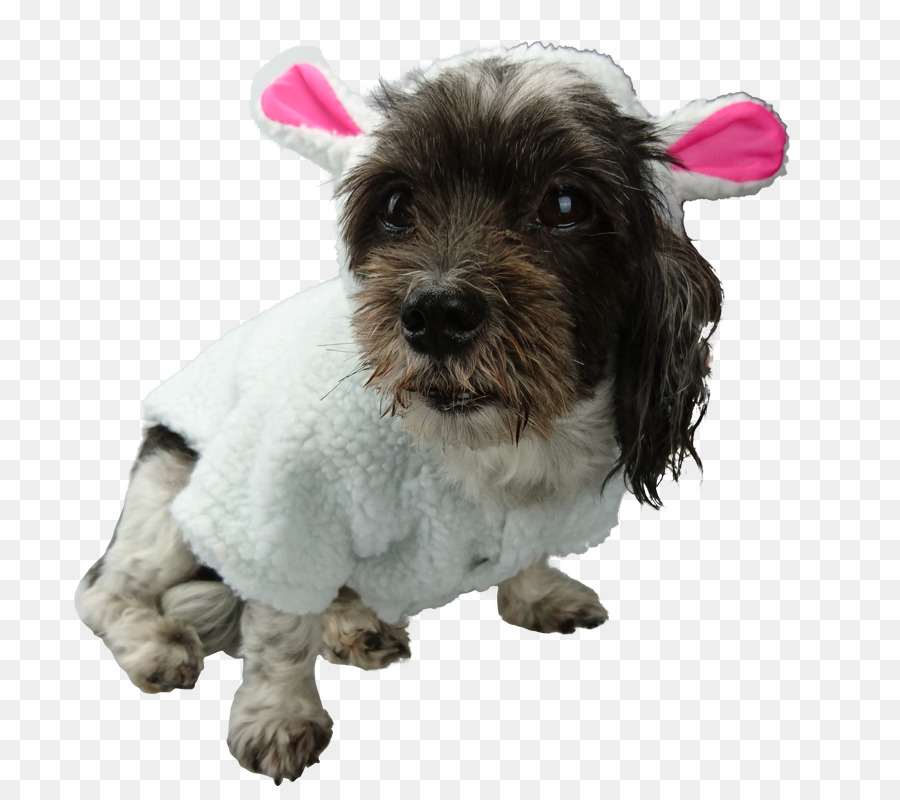 Schnoodle，Filhote De Cachorro PNG