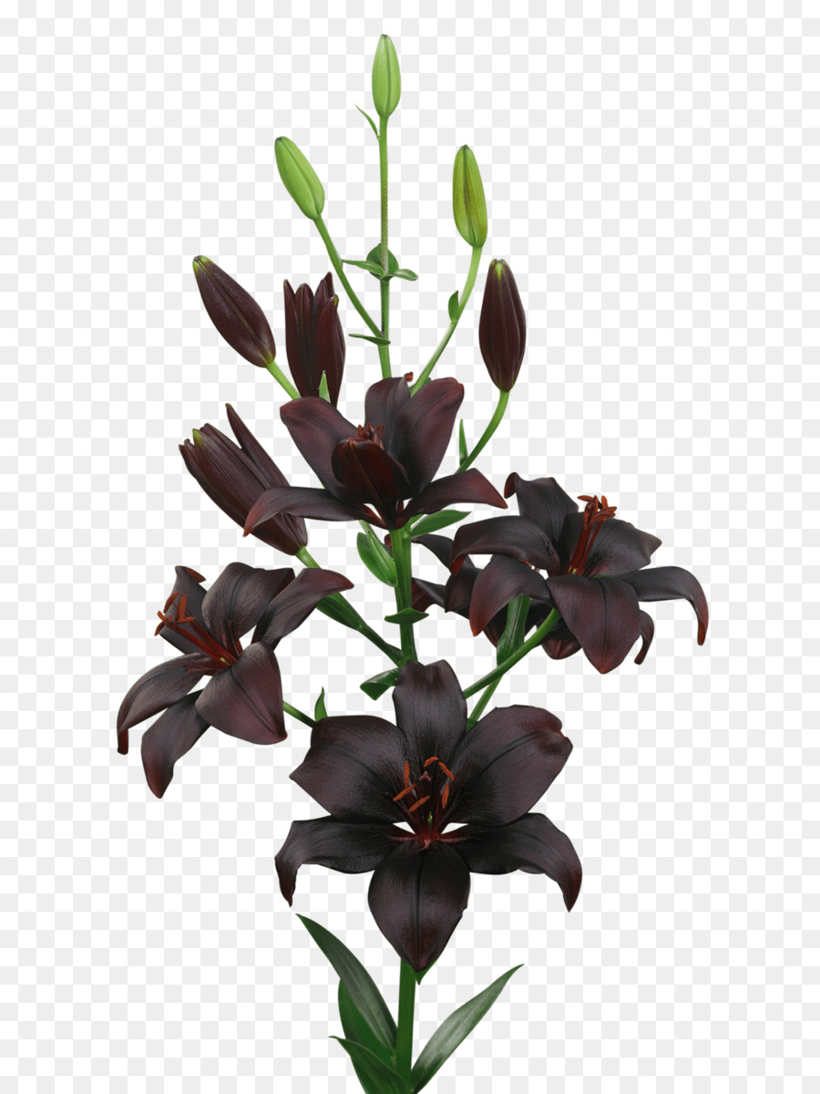 Flores De Corte，Lâmpada PNG