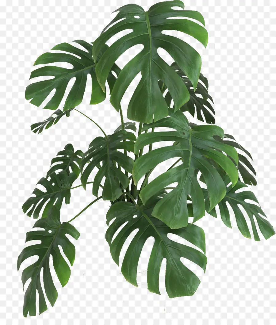 Queijo Suíço Planta De，Folha PNG