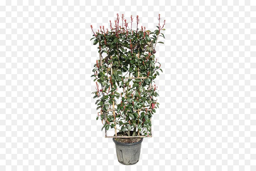 Vermelha Ponta Photinia，Arbusto PNG