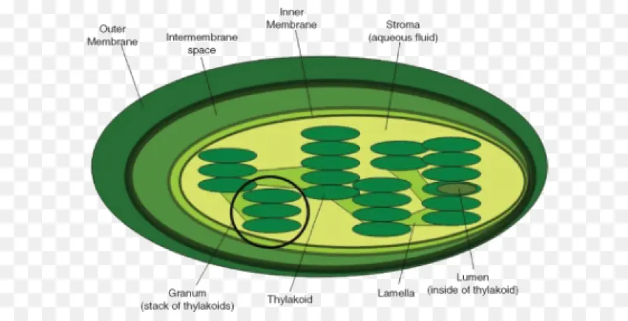 Thylakoid，Célula PNG