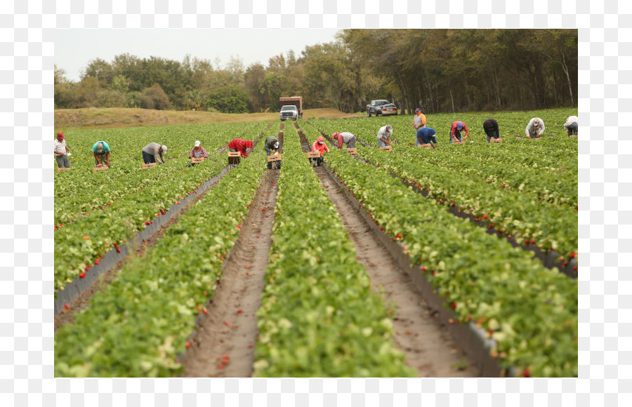 Trabalhadores De Campo，Campo PNG