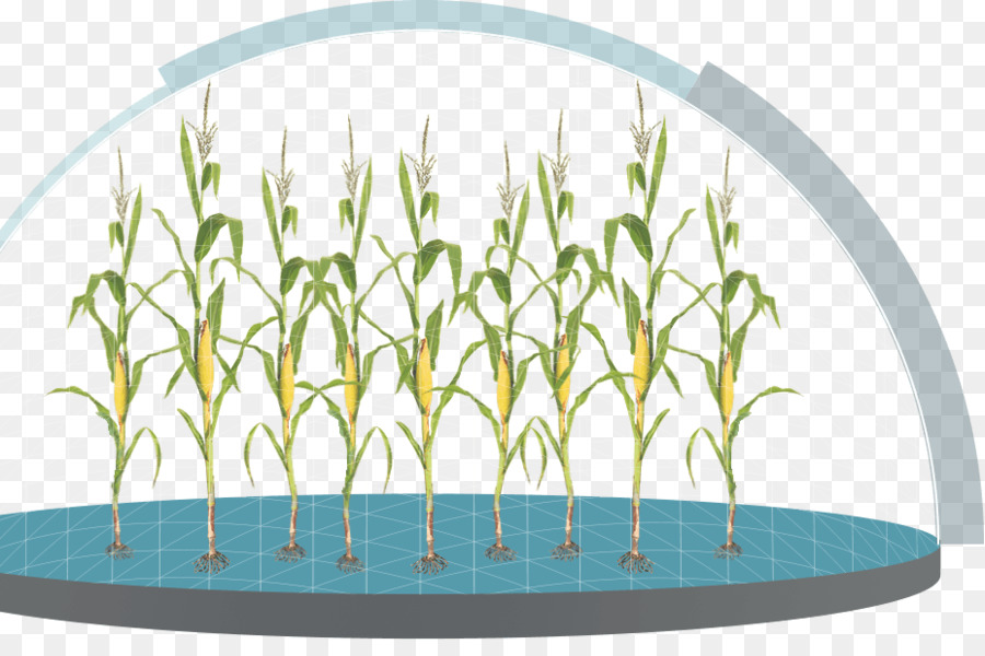 Gramíneas，Maize PNG