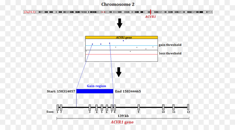 Acvr1，Gene PNG