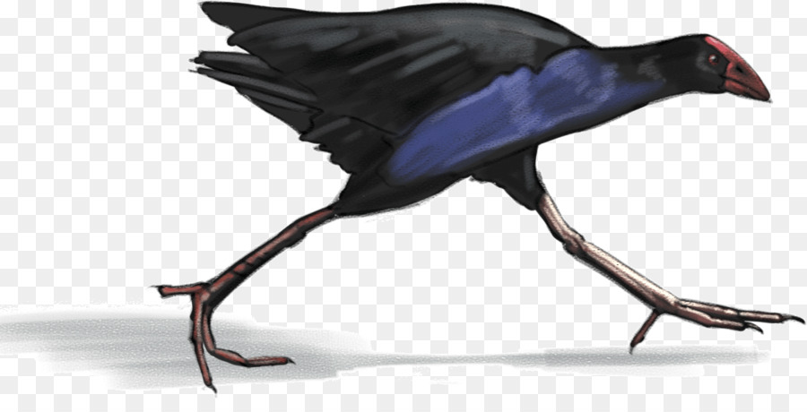 Australasian Swamphen，Sally Hogg PNG