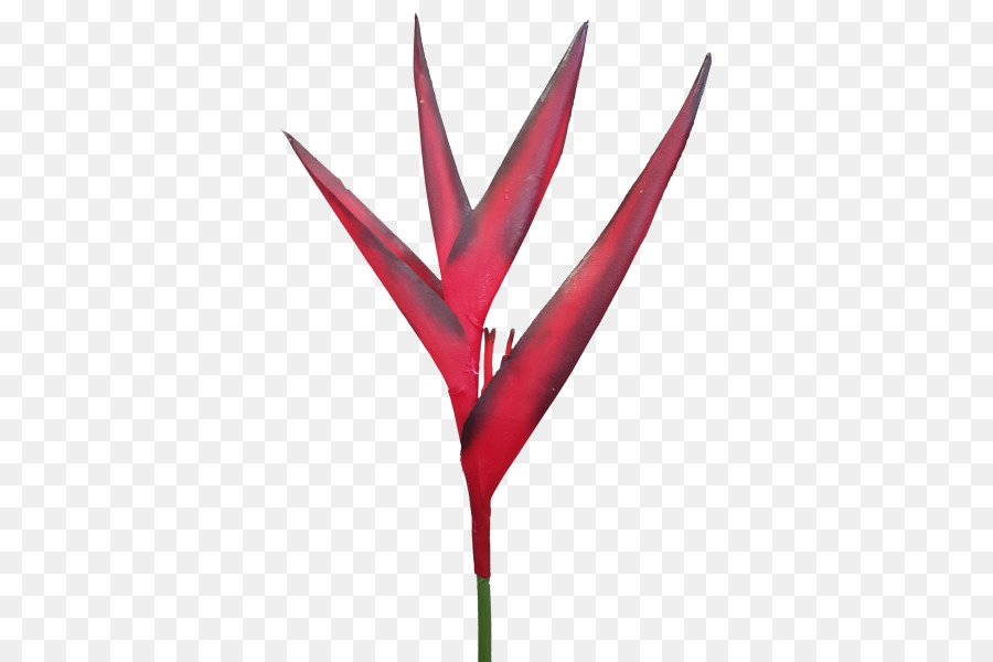 Folha，A Floração Da Planta PNG