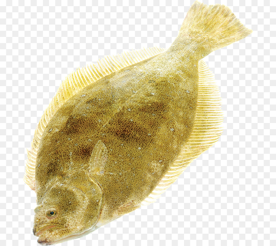 Solha，único PNG