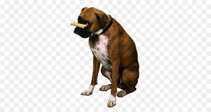 Boxer，Babá De Animais PNG