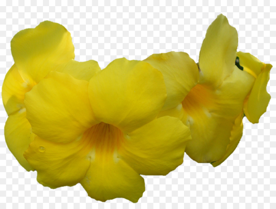 Pétala，Amarelo PNG