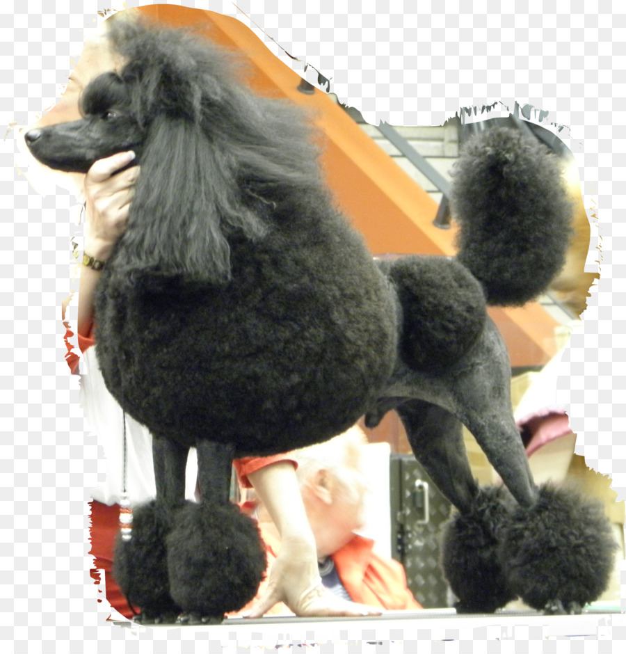 Padrão De Poodle，Poodle Miniatura PNG