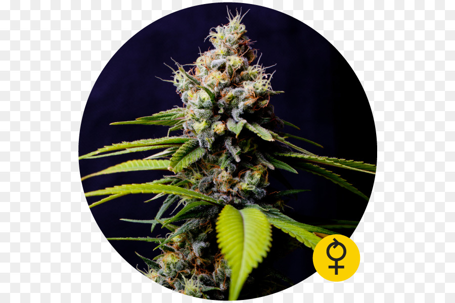 Cannabis，Autoflorescentes Cannabis PNG