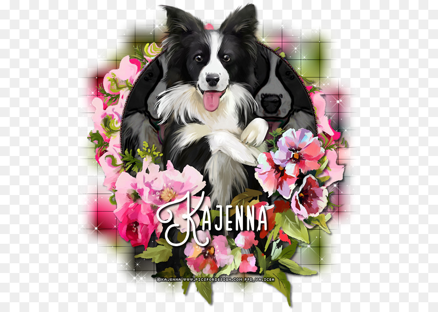 Border Collie，Cayenne PNG