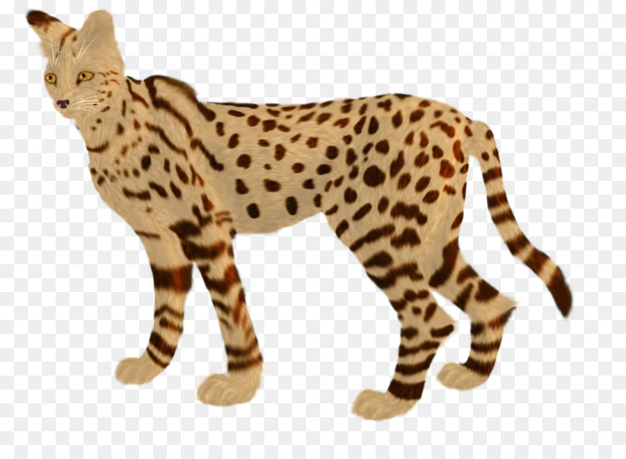 Gato Malhado，Felino PNG