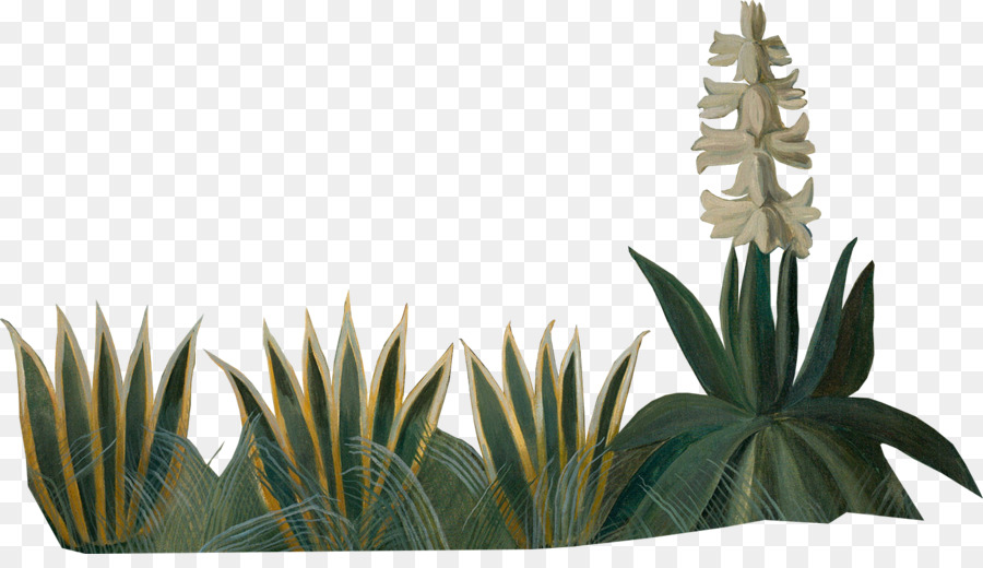 Agave Azul，Flowerpot PNG