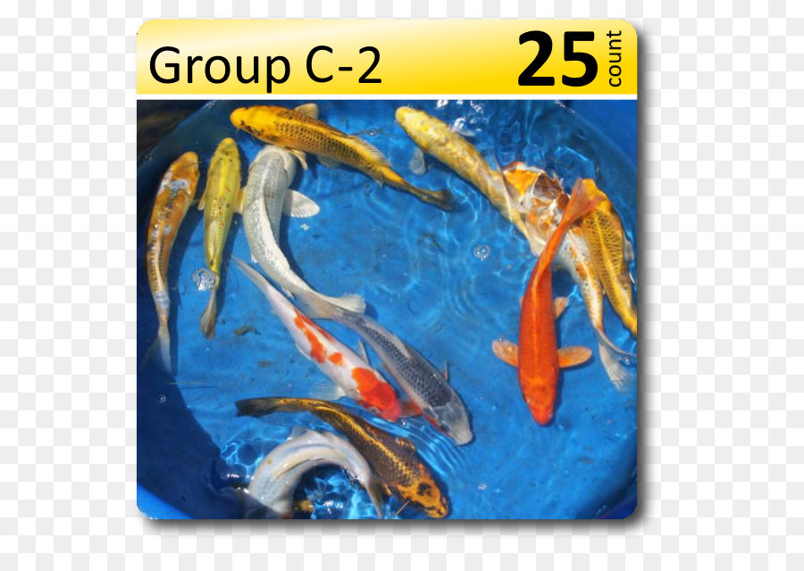 Koi，Koi Pond PNG