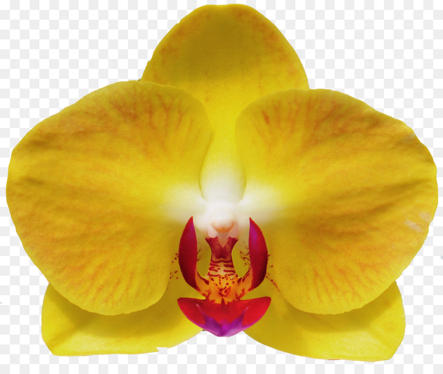 Orquídea Amarela，Plantar PNG