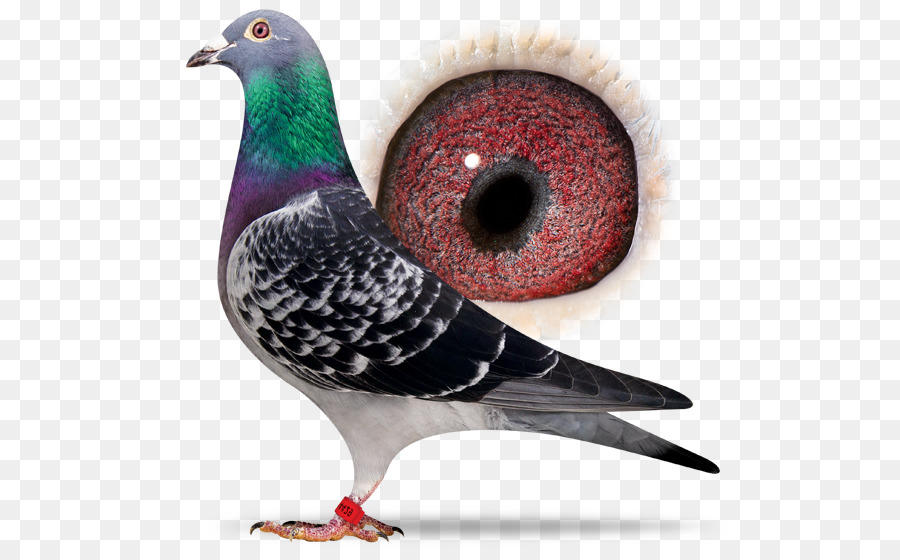 Pombo，Pássaro PNG