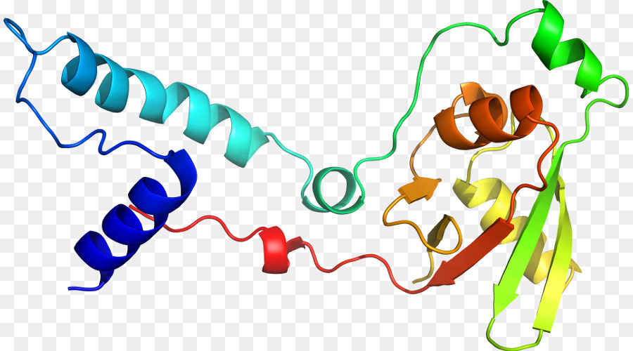 Estrutura Proteica，Molécula PNG