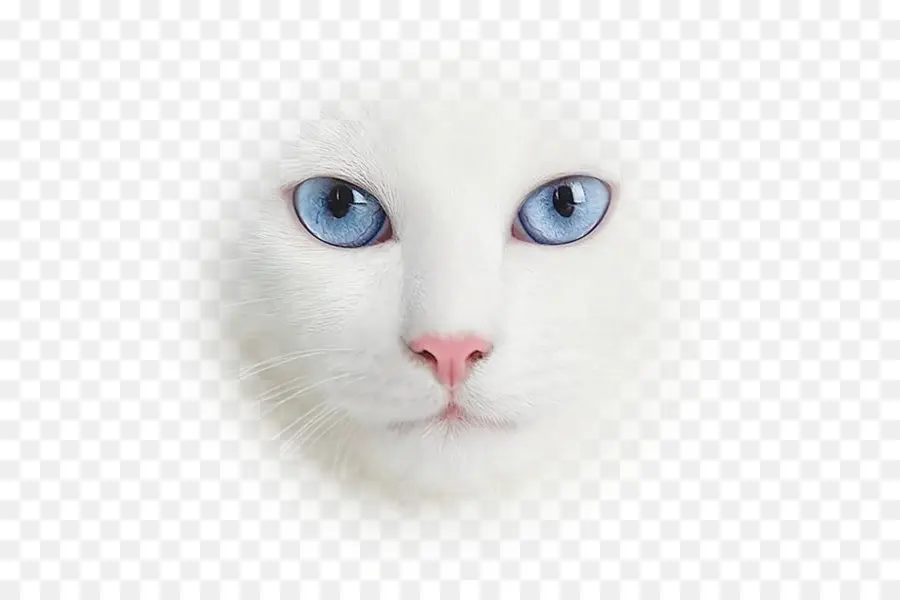 Gatinho，Felidae PNG