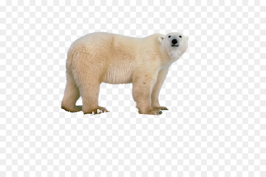 Urso Polar，Urso PNG