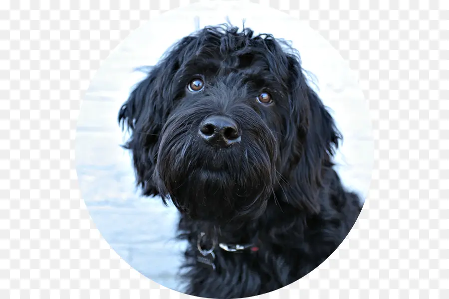 Schnauzer Miniatura，Cockapoo PNG