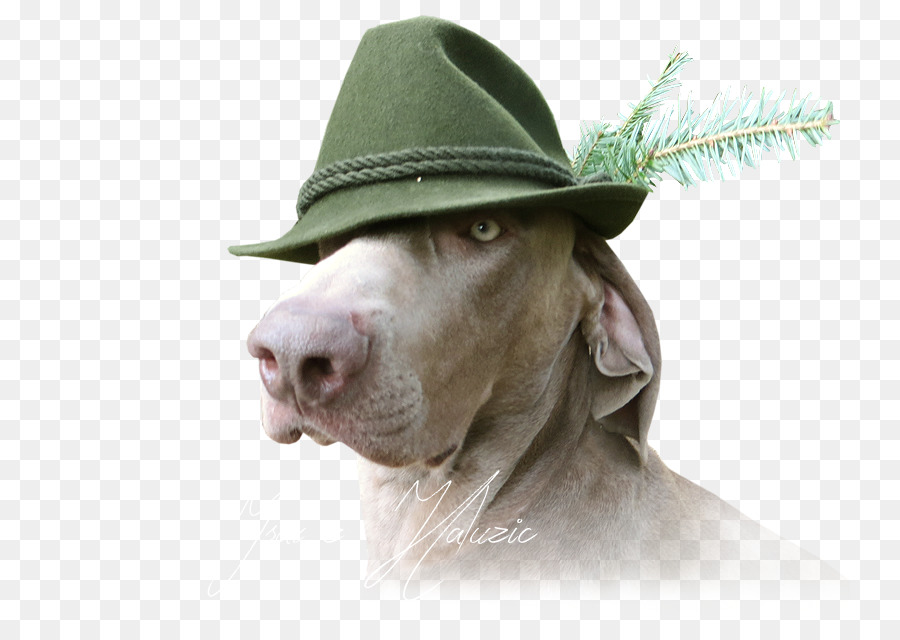 Cachorro Com Chapéu，Cachorro PNG