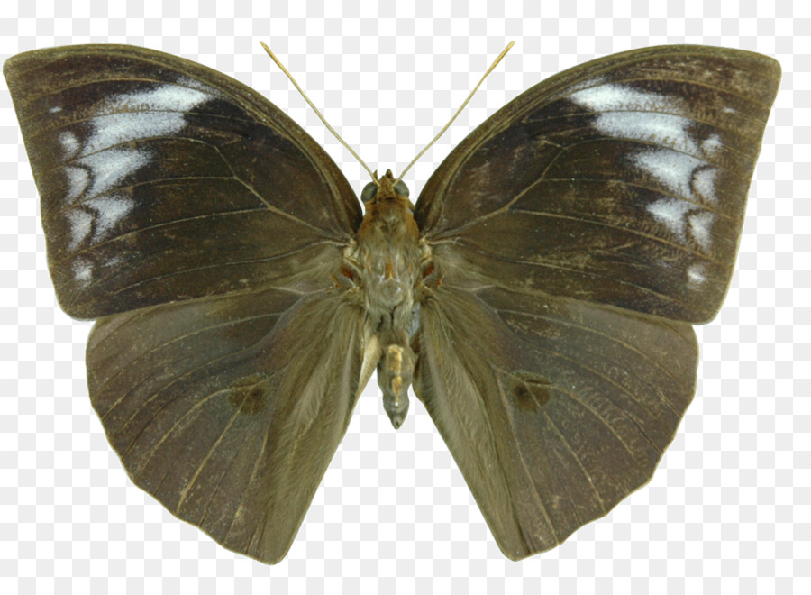Borboleta，Pieridae PNG