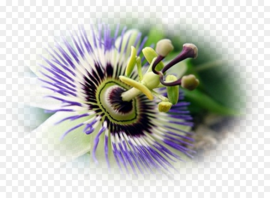 Maracujá Roxo，Granadilla PNG