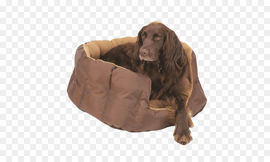 Boykin Spaniel，Cocker Spaniel Inglês PNG