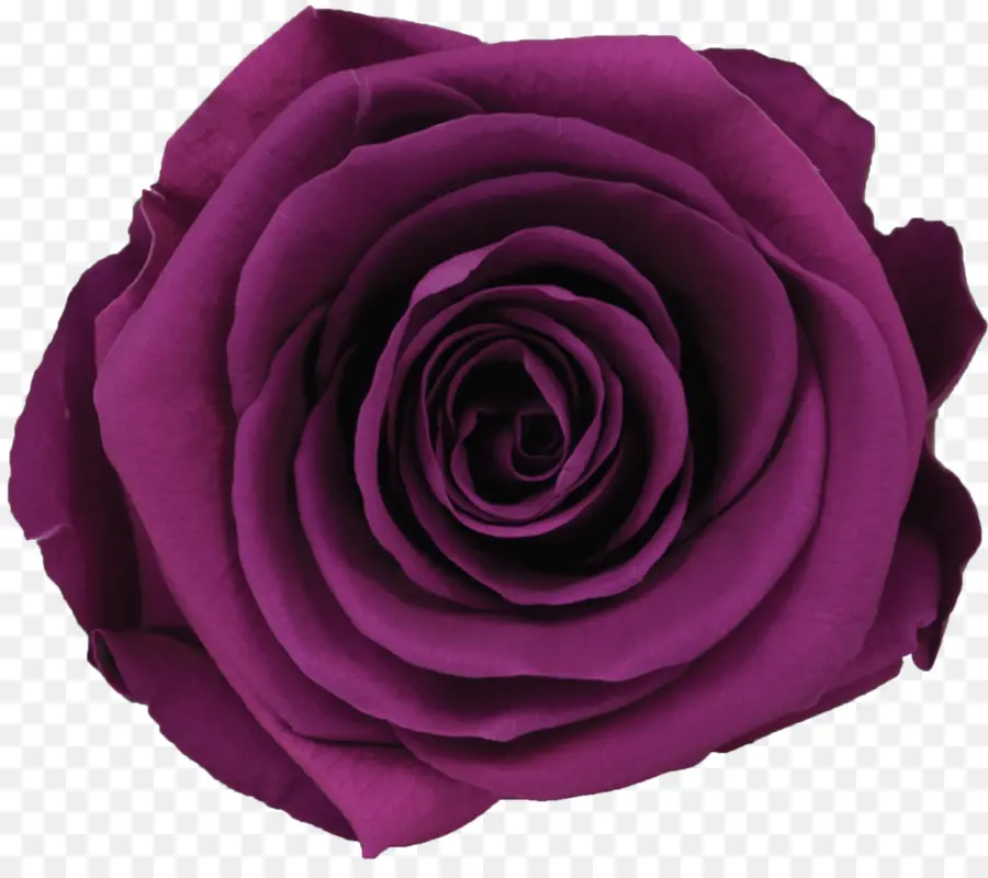 Rosa Roxa，Florescer PNG