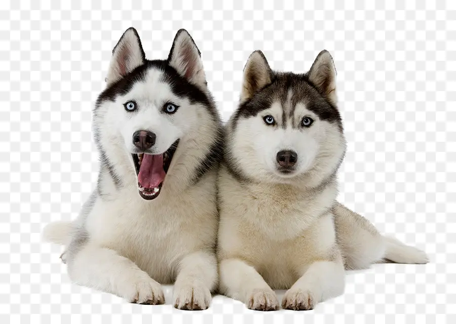 Husky Siberiano，Filhote De Cachorro PNG