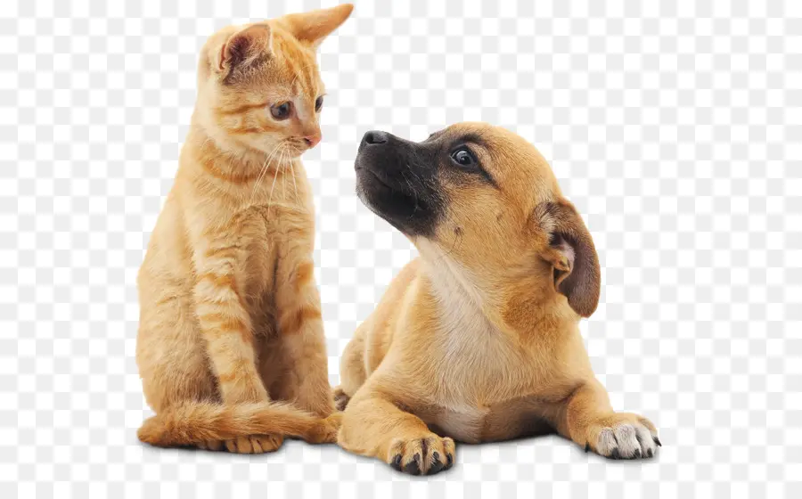 Gato E Cachorro，Gatinho PNG