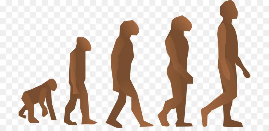 Evolução Humana，Desenvolvimento PNG