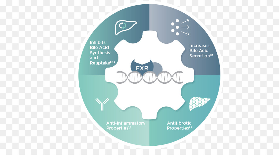 Farnesoid X Receptor，ácidos Biliares PNG