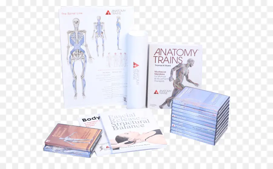 Trens Da Anatomia Miofascial Meridianos Para Manual E Do Movimento Terapeutas，Papel PNG