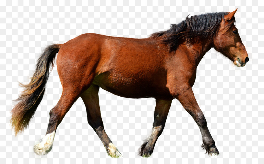 Equestre，A American Paint Horse PNG