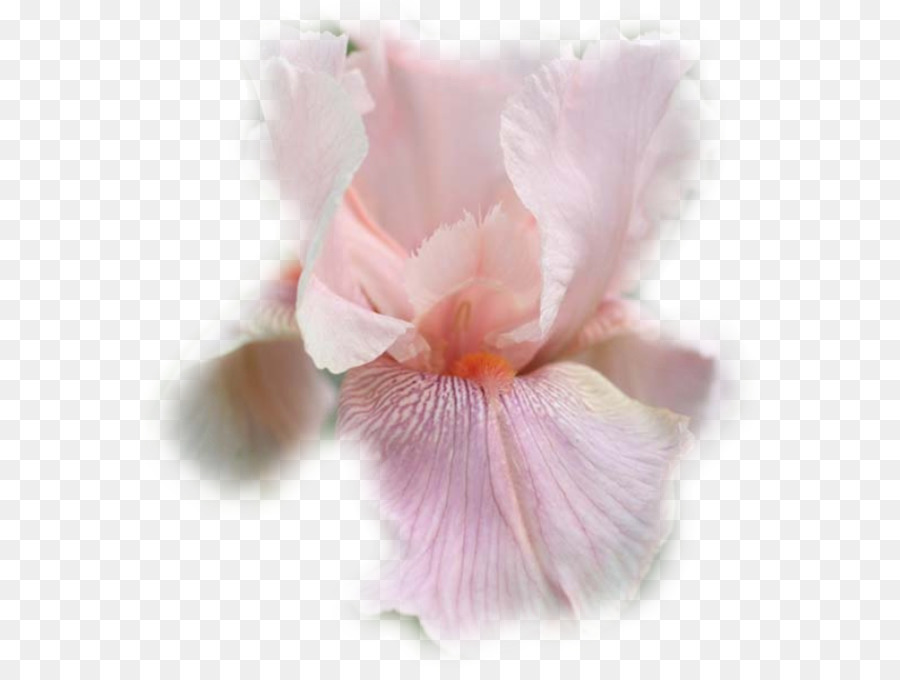 íris，Iris Pelo PNG