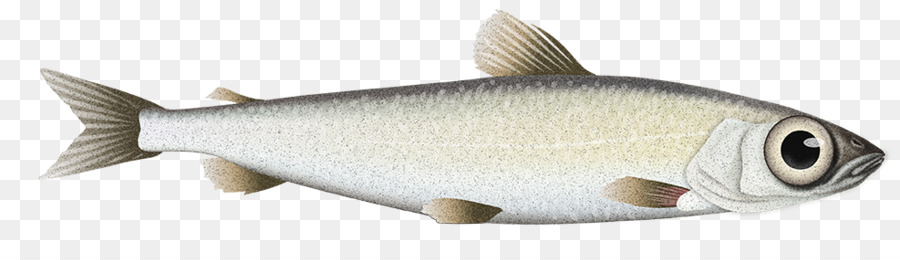 Milkfish，Peixe PNG