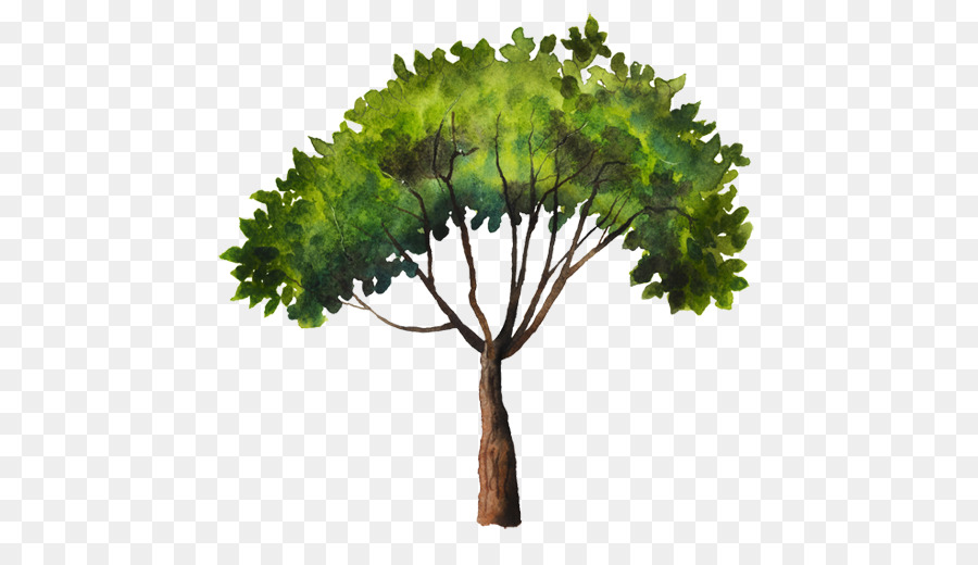 Pine，árvore PNG