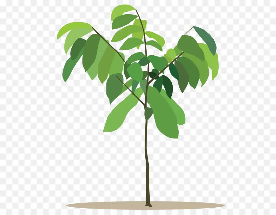 Desenho，Plantas PNG